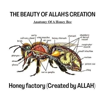 Honey factory 🥀🍁
