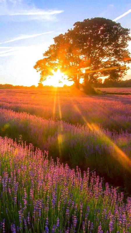 Beautiful Nature image