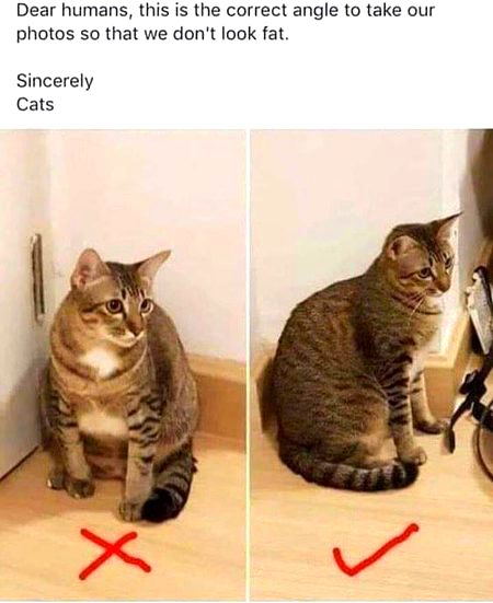 Memes & Satire image