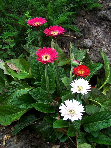 Beautiful Nature image