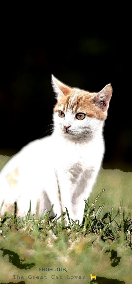 ѕнαнzαιв, Not exactly 'bout a cat, but featuring a cat, n one so memorable that I thought it necessary to include. "The cross-eyed cat approaches
with its tiny, bee-like mouth.
How can I say what it is to see it
brush u? As it denies me
Even the smallest affection, I call it...
Lucy, after the rich woman of Sicily,
who spooned out
each of her eyes,
placed them on a platter,
N sent it to her suitor as a way of refusing . . .