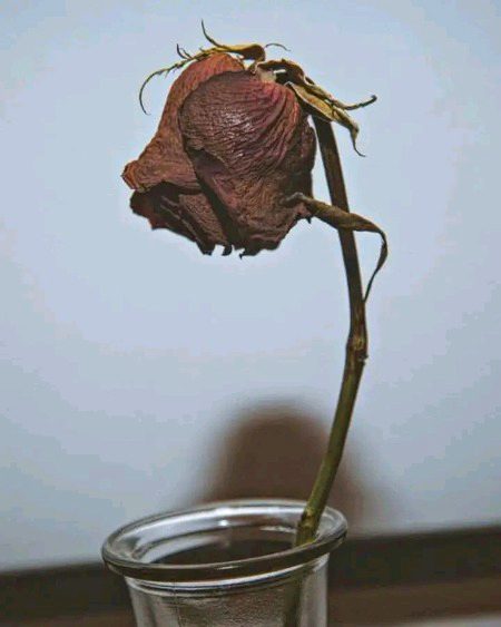 خوشیاں پھولوں جیسی ہوتی ہیں، خوبصورت مگر مختصر۔🤍💫