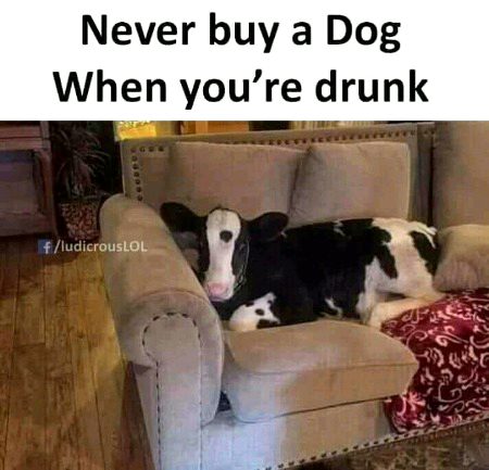 Memes & Satire image