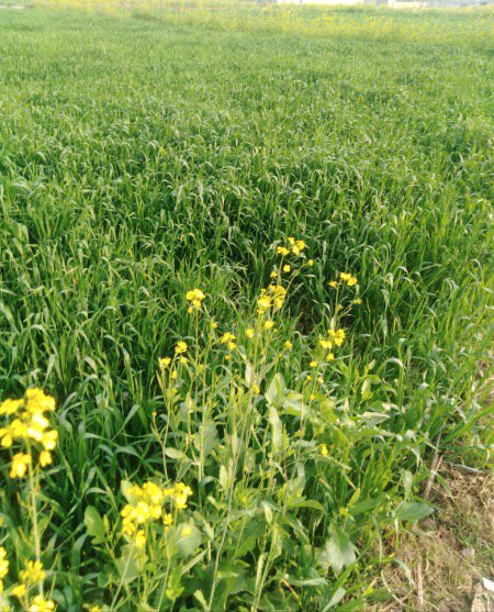 Sarsabz village city walo village kay mazy our hin