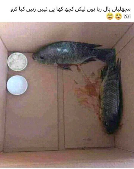 Koi mashwara to dein😕🤭