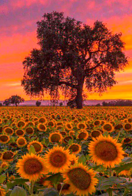 BEAUTIFUL NATURE