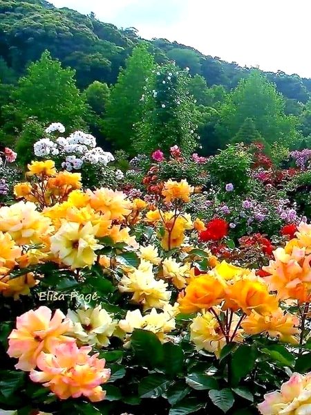 Beautiful Nature image