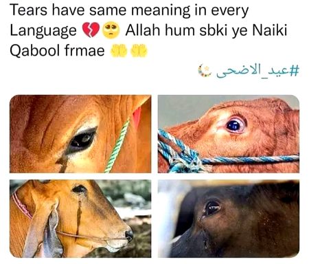 Ameen🥀
Eid UL Adha 🐑🐐
"Shah_Meer"🔥🖤