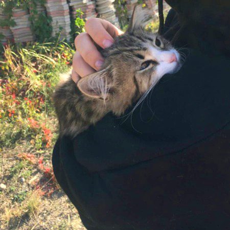 Beautiful Nature image