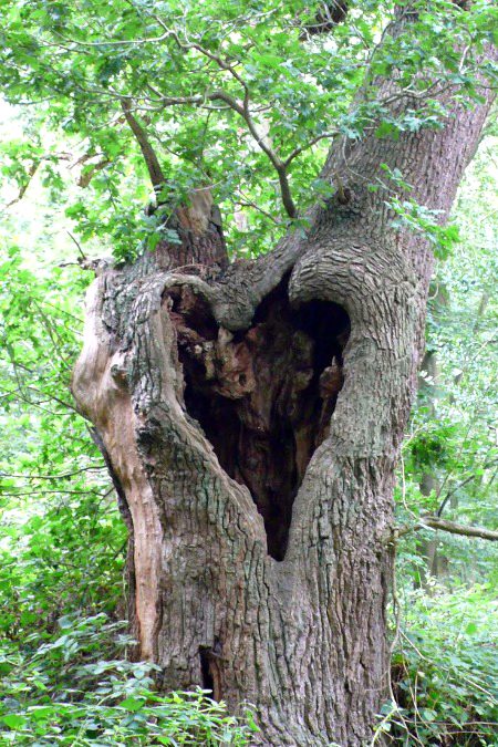 Beautiful Nature image