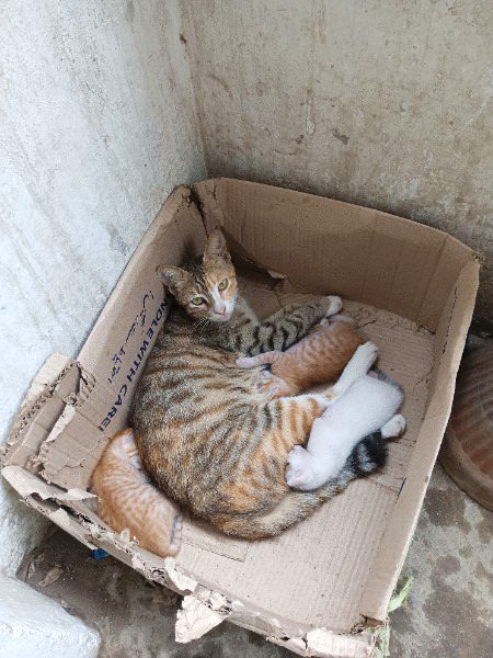 Beautiful Nature image