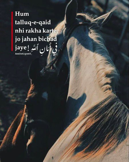 Attitude Poetry image