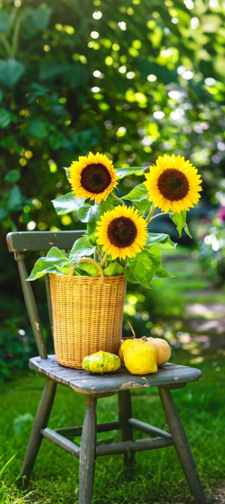 Beautiful Nature image