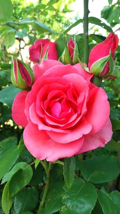 عجیب ظلم کرتی ہیں تمہاری یہ یادیں....
سوچوں تو بکھر جاؤں نا سوچوں تو کدھر جاؤں🍁