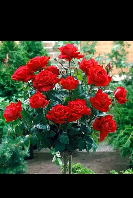 My favorite Red Rose 😍😍😍😘
