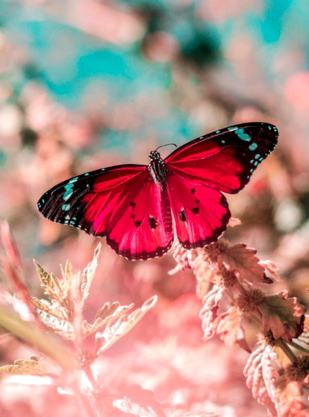 🌺✨🌷🌠💫🌟🌸⭐
