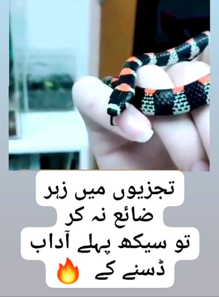 Sekh le phly 🔥🐍