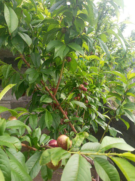 گھر کے اپنے آڑو 🍑 ماشاءاللہ