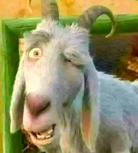 Dd walo qurbani k leye Bakra leya he🤗