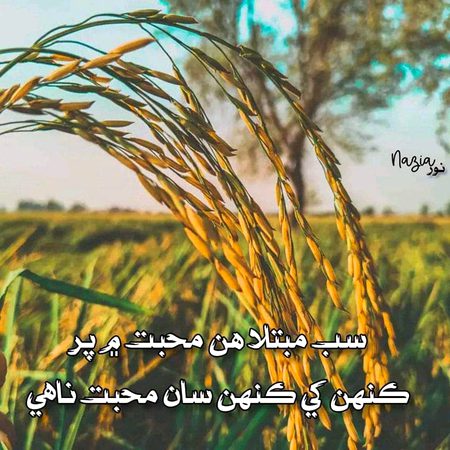 سب مبتلا هن محبت ۾ پر.😍.
ڪنهن کي ڪنهن سان محبت ناهي.🙂