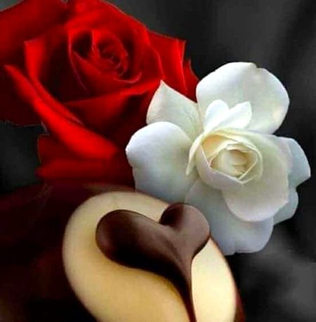 Beautifull roses💞💞