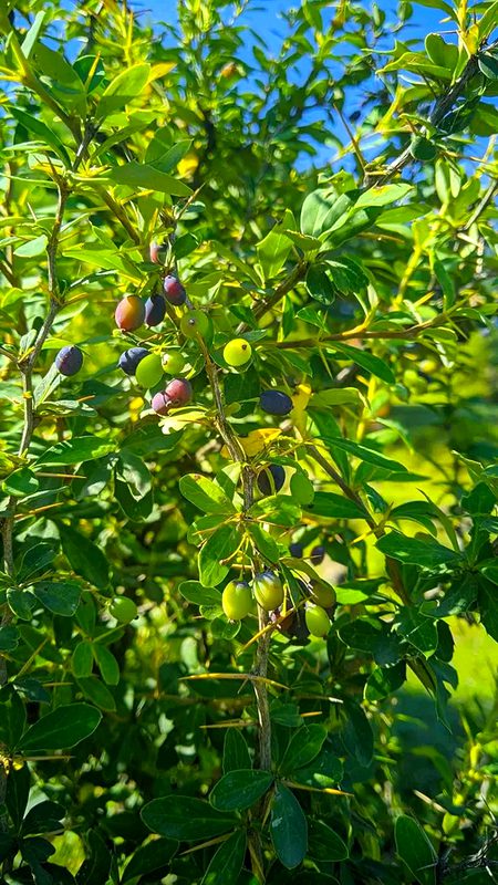 Sunmbl 😍😍😍😍  kis kis  na khae  hain ?.a6