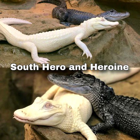 Memes & Satire image
