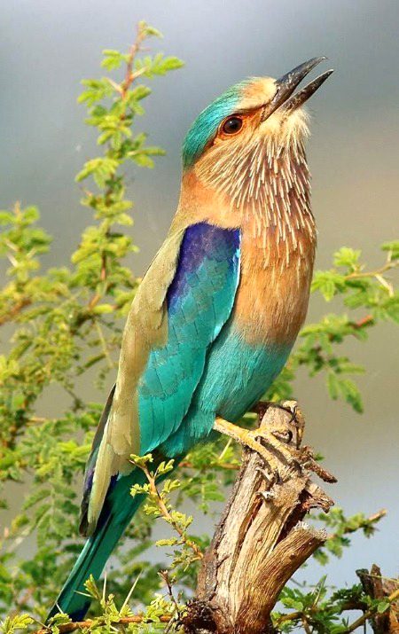 Beautiful Nature image