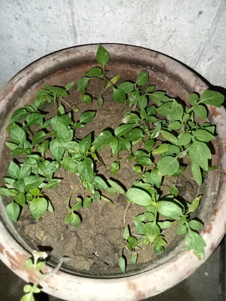 En pdo ke name btao agr jante ho to