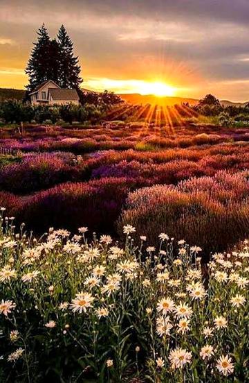 Beautiful Nature image