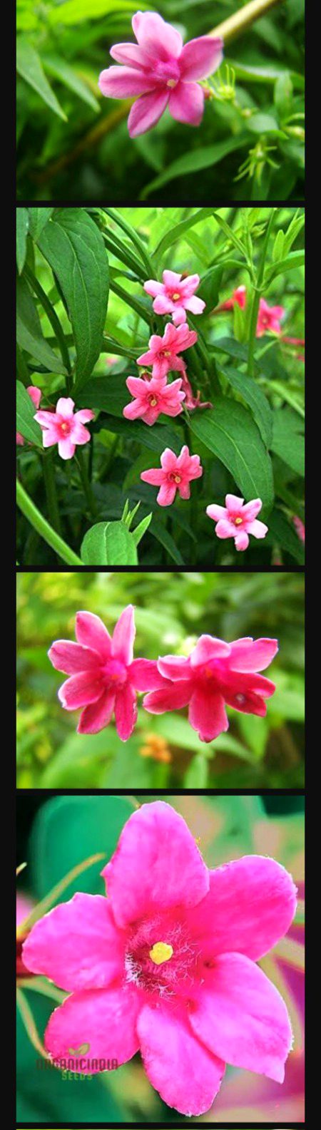 Kya ye phol asa hai🌸🌸🌸