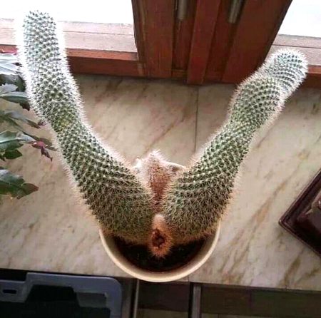brought a  new caucus but think it looks a bit strange ⊙_⊙