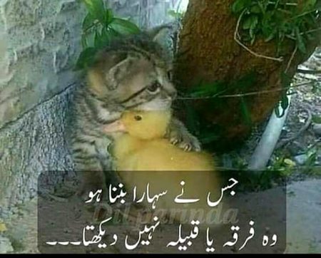 بلکل یہ سچ ہے