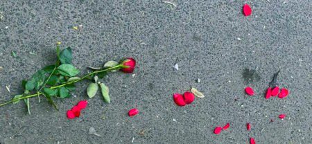 وہ جو آج بکھرے پڑے ہیں اِن پھولوں نے بھی تو کبھی خوشبو بانٹی ہو گی 🤍