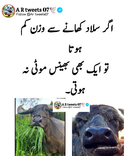 Memes & Satire image