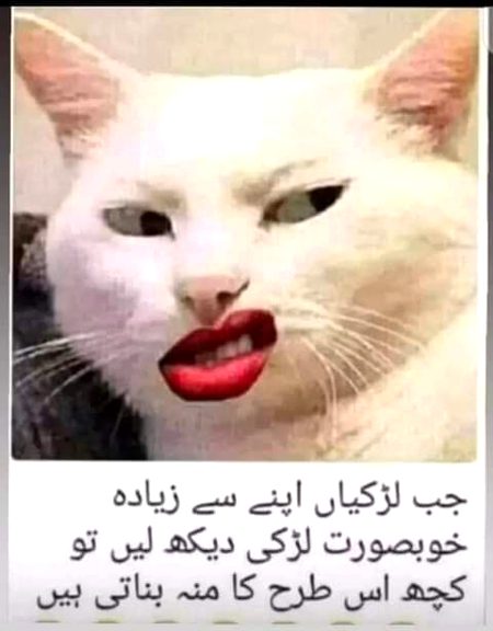 Memes & Satire image
