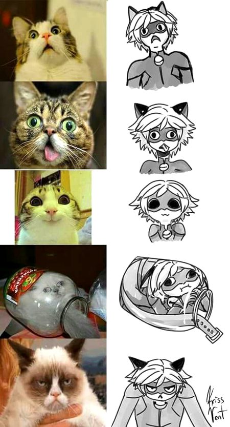 Memes & Satire image