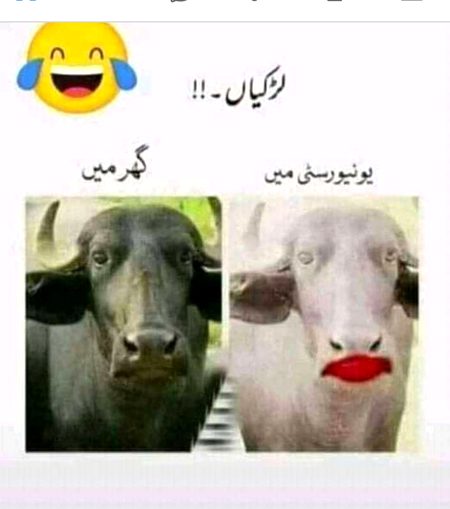 Memes & Satire image