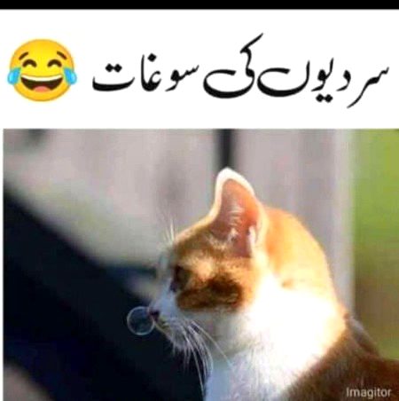 Memes & Satire image