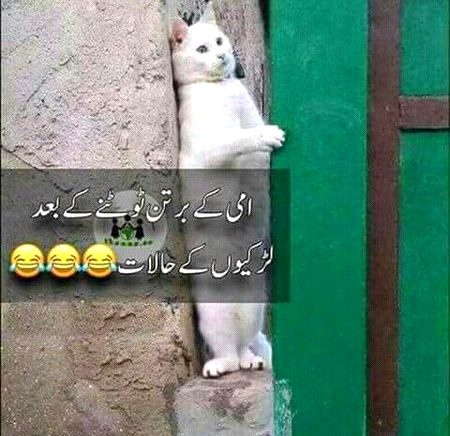 Memes & Satire image