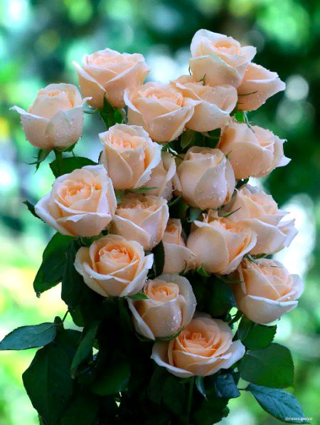 Beautiful Nature image