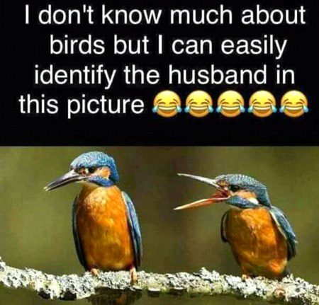 Memes & Satire image