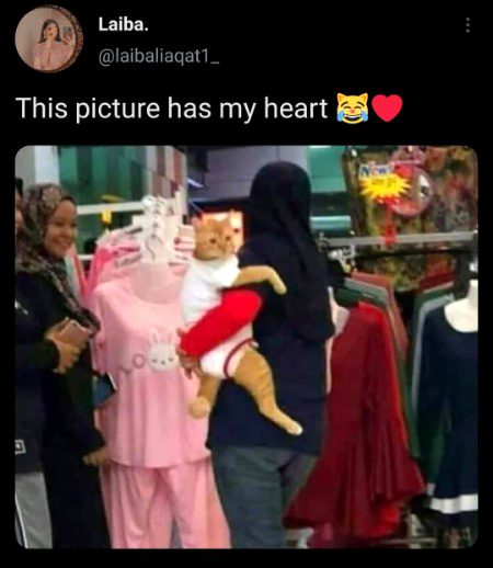 Memes & Satire image