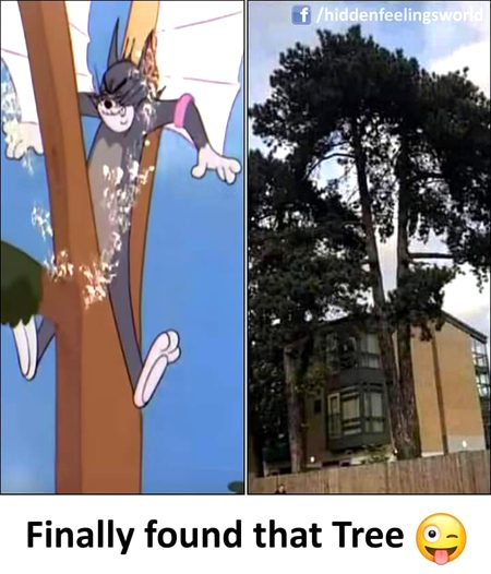 Memes & Satire image