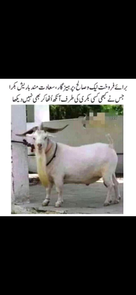 Memes & Satire image