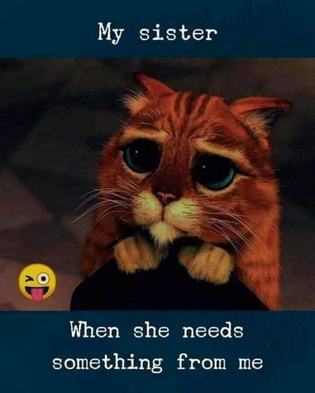 Memes & Satire image