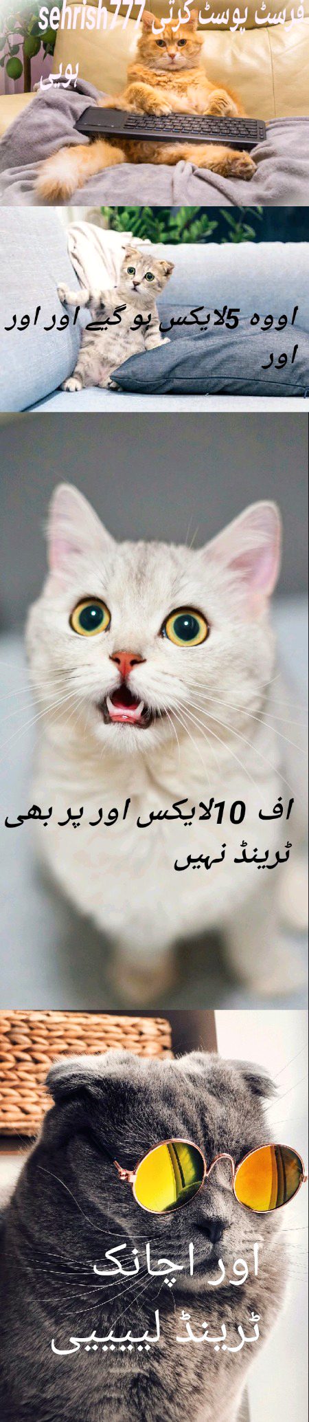 Damadam Roasting image