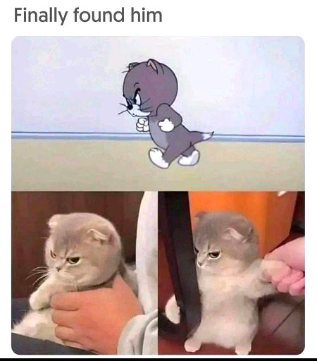Memes & Satire image