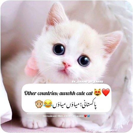 Memes & Satire image