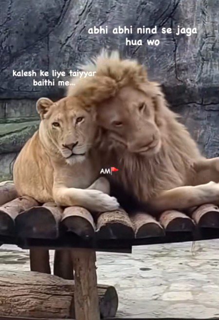 Memes & Satire image